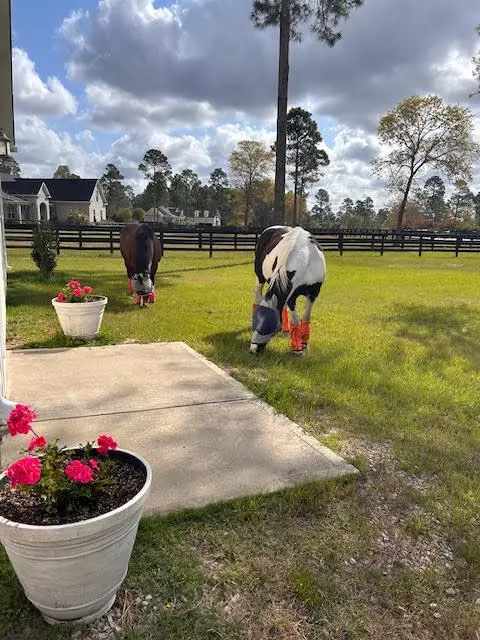 Exterior - 4097 Snaffle Bit Dr, Aiken, SC 29803 photo 3 of 19