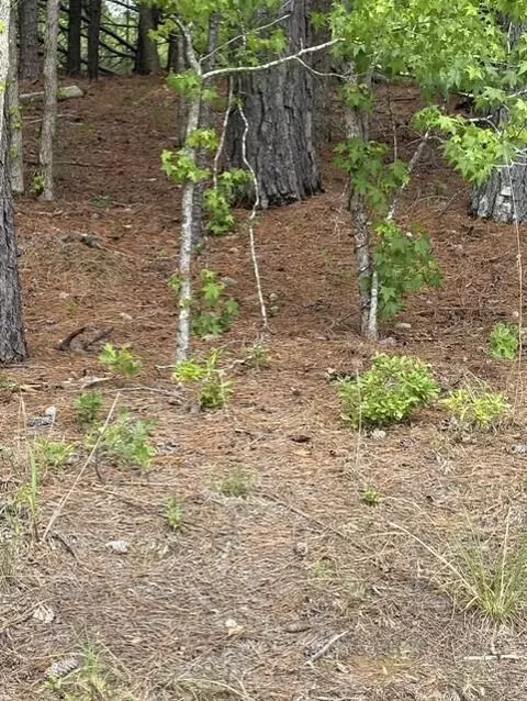 0 Cemetery Rd, Elko, SC 29826 photo 3
