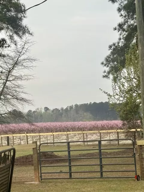 Other - 1412 Mccreight Rd, Ridge Spring, SC 29129 photo 7 of 10