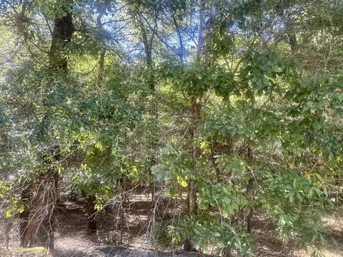 Parcel B Warbonnet Road, Springfield, SC 29146 photo 3
