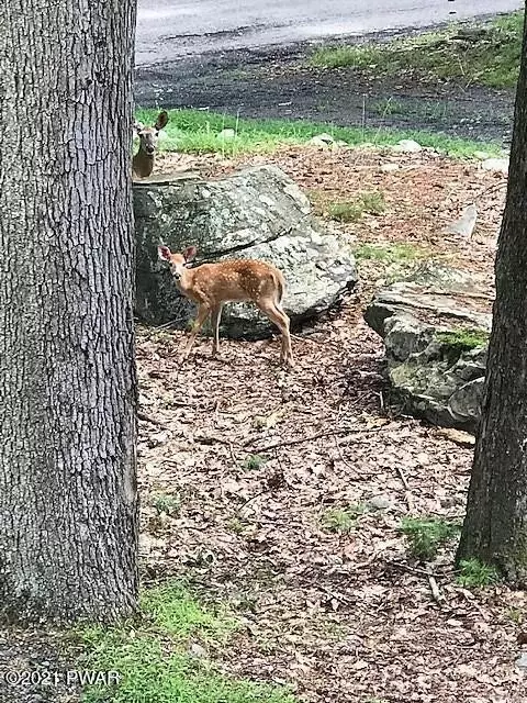 103 Deer Trl, Dingmans Ferry, PA 18328 photo 25