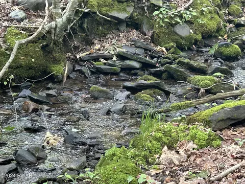 Paper Birch, Tafton, PA 18464