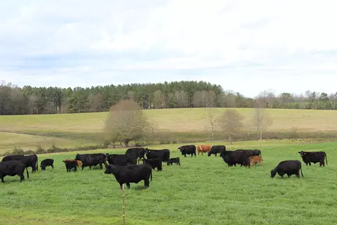 40 Acres Hwy 42, Sumrall, MS 39482 photo 5