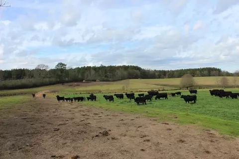 40 Acres Hwy 42, Sumrall, MS 39482 photo 3