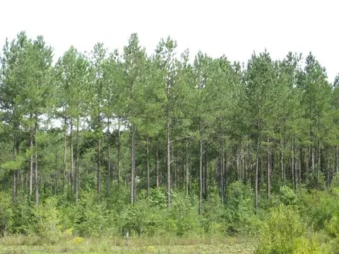 53 Shaffer Ln, Neely, MS 39461 photo 10
