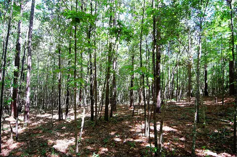 175 Ms-44, Sumrall, MS 39482 photo 14