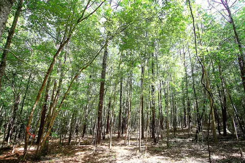 175 Ms-44, Sumrall, MS 39482 photo 16