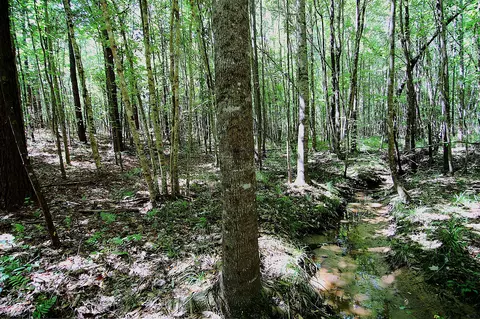 175 Ms-44, Sumrall, MS 39482 photo 21