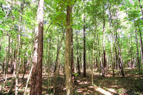 175 Ms-44, Sumrall, MS 39482 photo 17