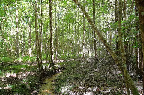 175 Ms-44, Sumrall, MS 39482 photo 3