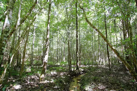 175 Ms-44, Sumrall, MS 39482 photo 19