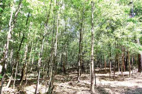 175 Ms-44, Sumrall, MS 39482 photo 7