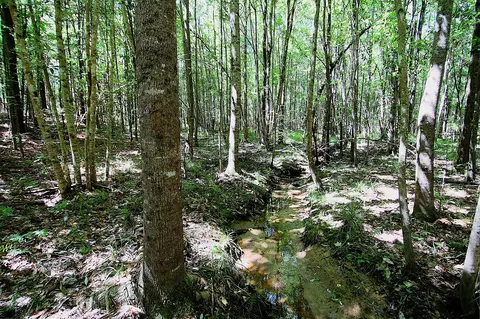 175 Ms-44, Sumrall, MS 39482 photo 20