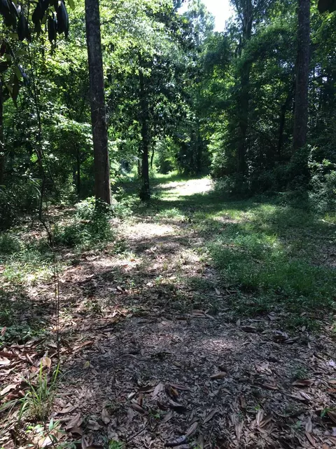 198 Ramsey Rd, Mount Olive, MS 39119 photo 5
