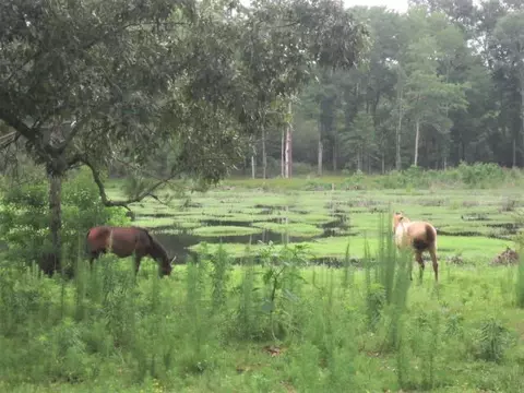 25 Cecil Taylor, Laurel, MS 39443 photo 18