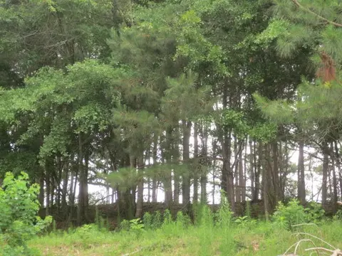 25 Cecil Taylor, Laurel, MS 39443 photo 26