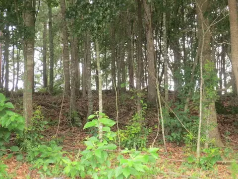 25 Cecil Taylor, Laurel, MS 39443 photo 25