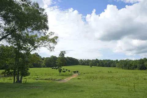 549 Carnes Rd, Wiggins, MS 39577 photo 24