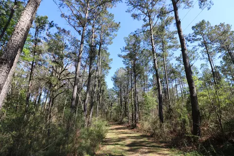 16 Ward Dr, Petal, MS 39465 photo 1