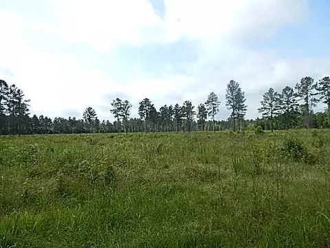 2467 River Rd, Silver Creek, MS 39663 photo 50