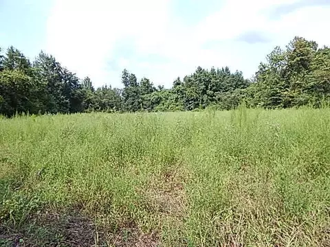 2467 River Rd, Silver Creek, MS 39663 photo 30