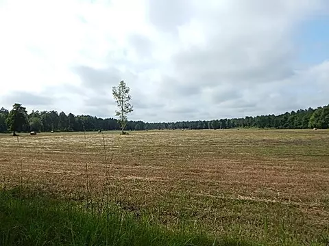 2467 River Rd, Silver Creek, MS 39663 photo 47