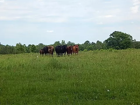 2467 River Rd, Silver Creek, MS 39663 photo 18