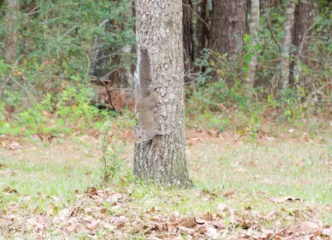 357 Baker Rd, Purvis, MS 39475 photo 18