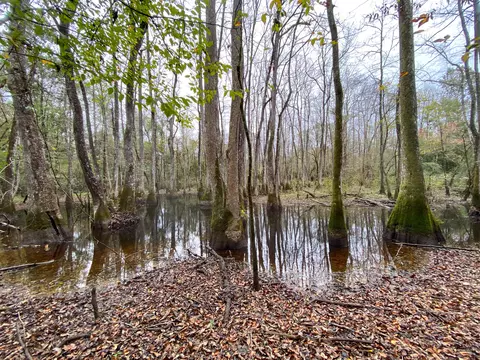 110 Highway 35, Mount Olive, MS 39119 photo 51
