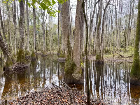 110 Highway 35, Mount Olive, MS 39119 photo 49