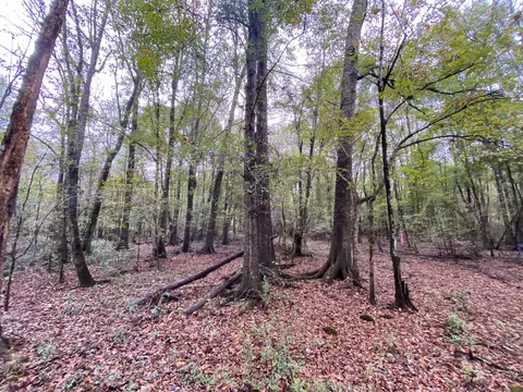 110 Highway 35, Mount Olive, MS 39119 photo 52