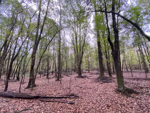 110 Highway 35, Mount Olive, MS 39119 photo 54