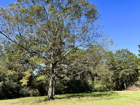 122 Deavers Rd, Purvis, MS 39475 photo 5