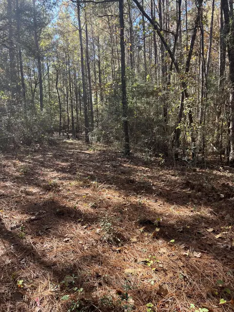 19 Acres Bellanger Rd, Brooklyn, MS 39425 photo 19