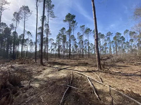 9 24 Acre Hwy 590, Seminary, MS 39479