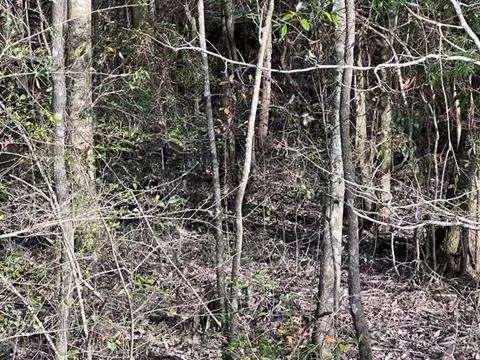 198 Walt Culpepper Rd, Laurel, MS 39443 photo 6