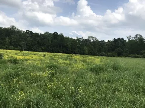 0 William Warren Rd, Collins, MS 39428 photo 3