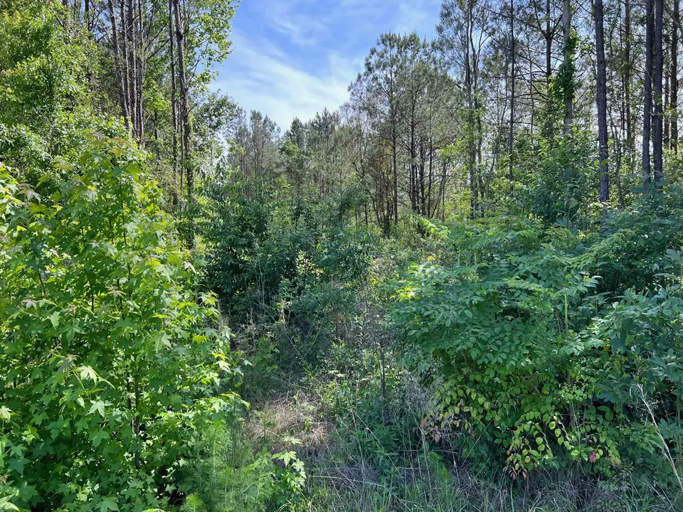  0 Travis Rd, Hattiesburg, MS 39401 photo 2