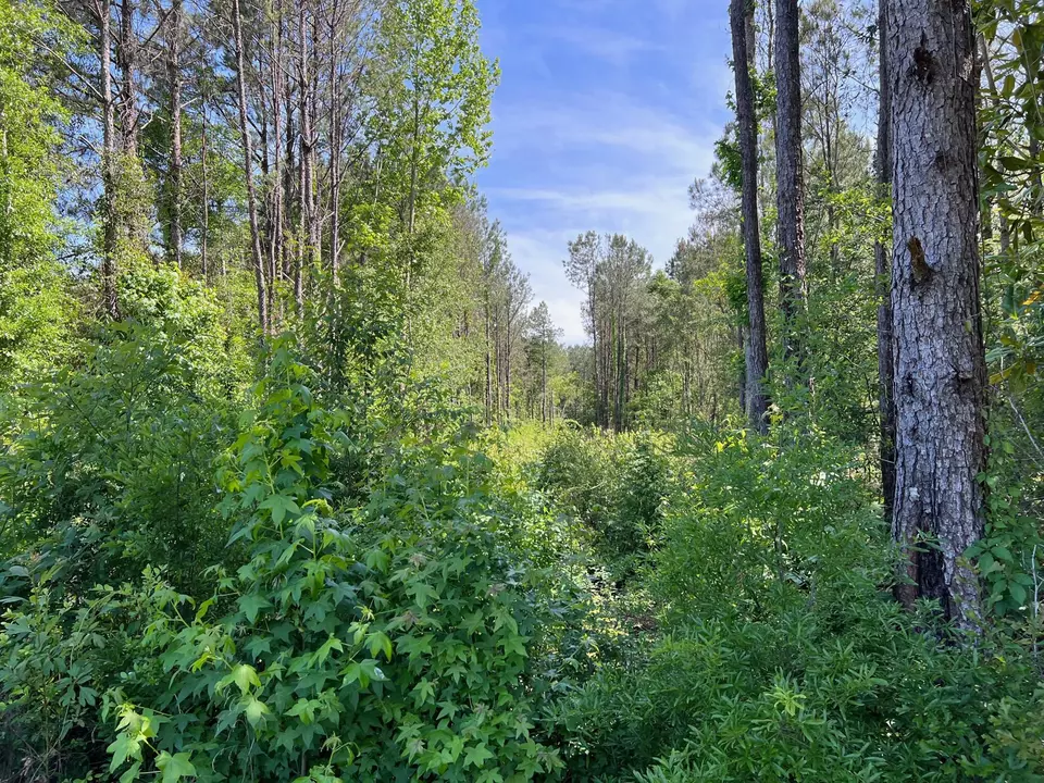  0 Travis Rd, Hattiesburg, MS 39401 photo 1