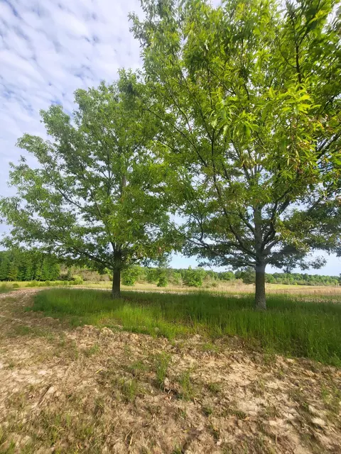 2842 Ms-35, Mount Olive, MS 39119 photo 15