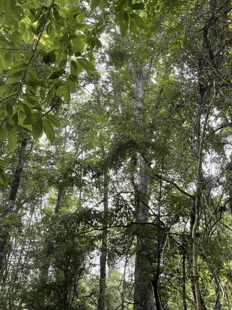 0 Divide Rd, Jayess, MS 39641 photo 6