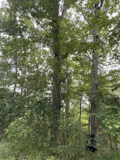 0 Divide Rd, Jayess, MS 39641 photo 8