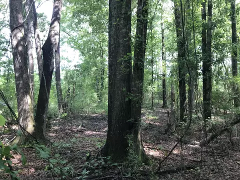 45 Old River Rd, Petal, MS 39465