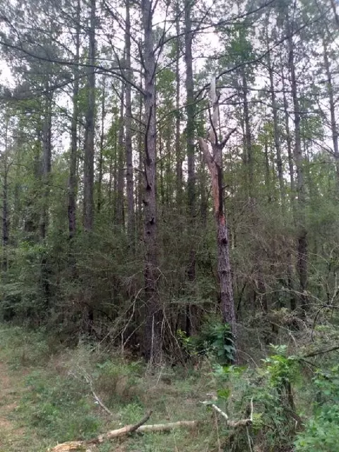 000 Lowell Garner Rd, Carson, MS 39427 photo 6