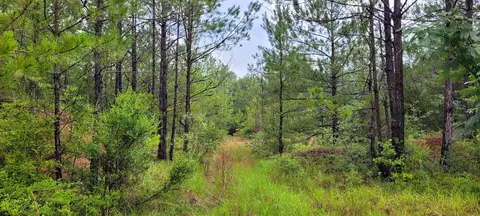 Nhn Black Bear, Lumberton, MS 39455