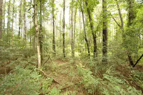 00 Johnson Rd, Oak Vale, MS 39656 photo 5