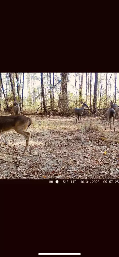 0 Tolar, Oak Vale, MS 39656