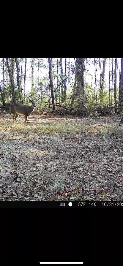 0 Tolar, Oak Vale, MS 39656 photo 33