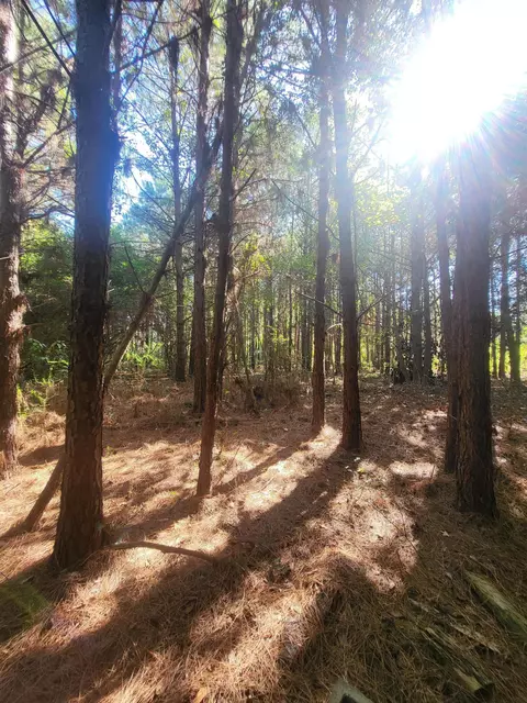 000 Abercrombie Knight Rd, Seminary, MS 39479