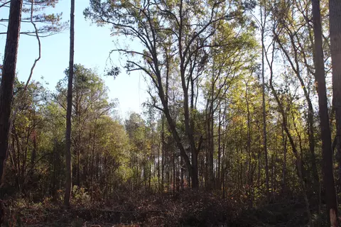 Parcel 2 Mac Pate Rd., West Point, MS 39741 photo 3